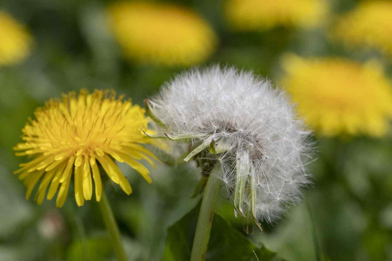 Dandelion - Liver Guard Plus.