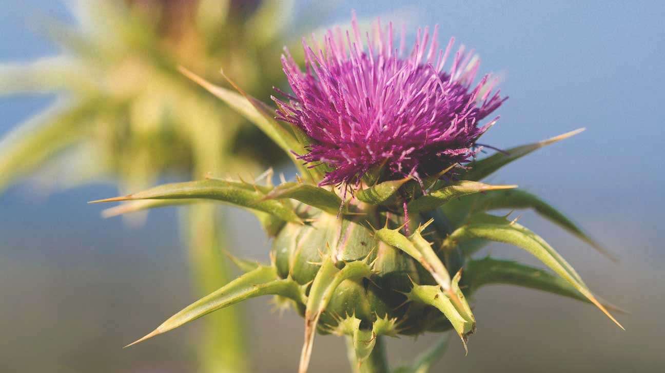milk-thistle-flower-Liver Guard Plus.